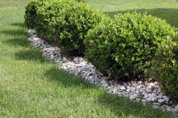 Boxwood Planting in North Fort Myers