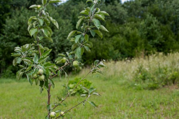 Apple Tree Planting in North Fort Myers