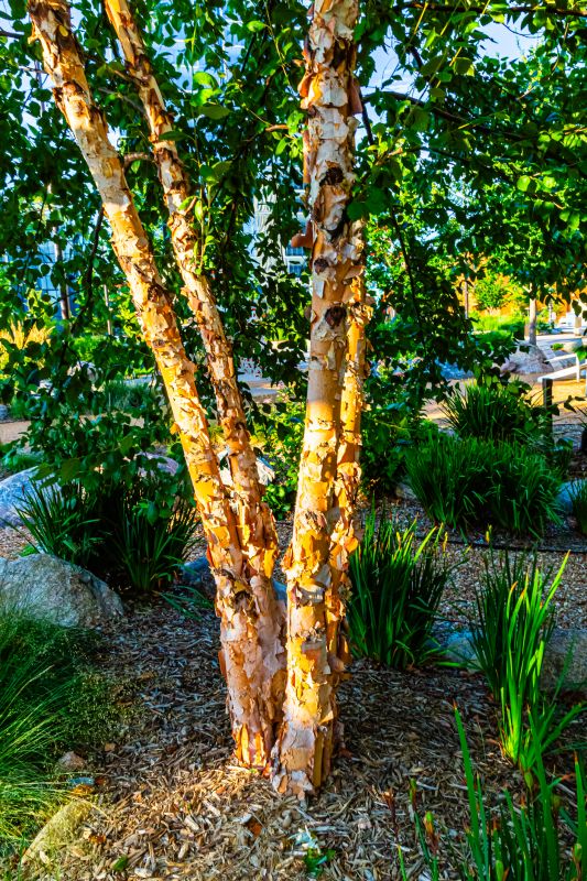 Tree Bark Delivery